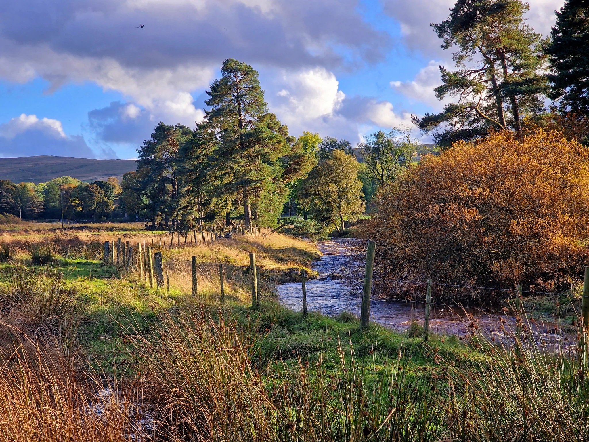 Beautiful Cumbrian landscape with a river flowing through an autumnal valley with pine trees.
