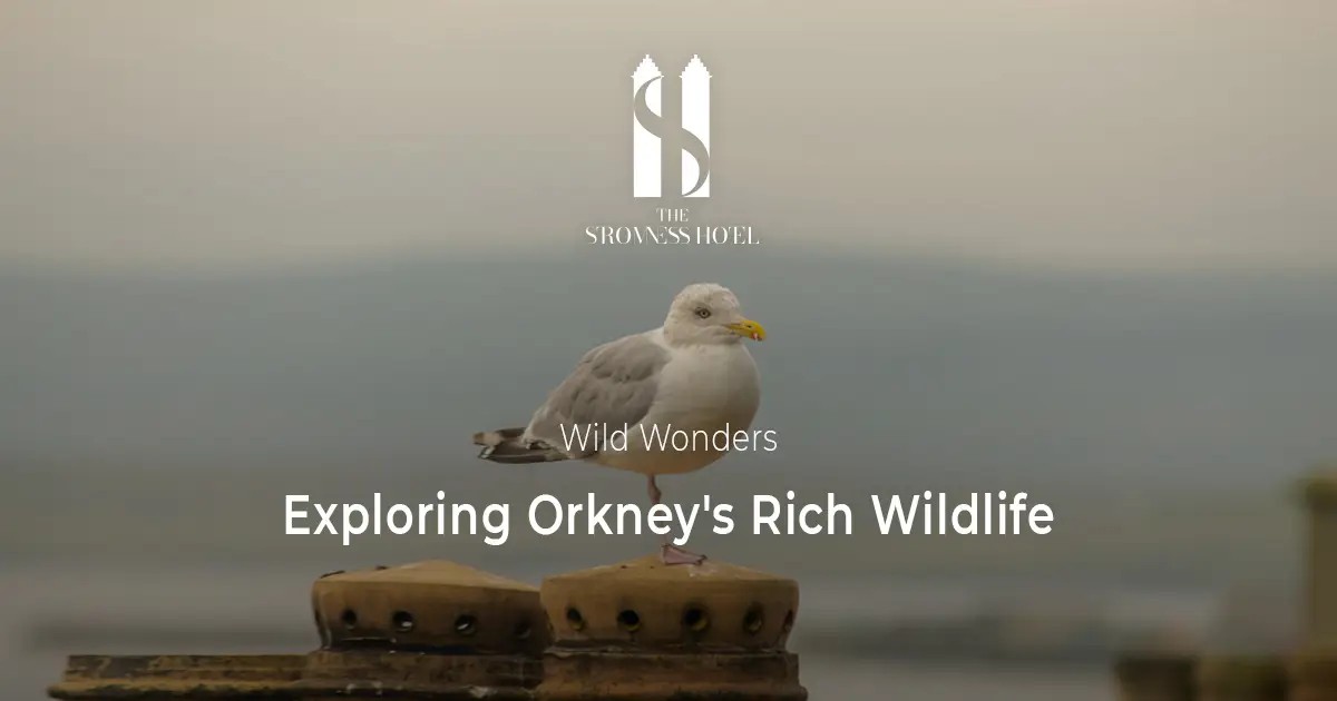 Orkney Wildlife